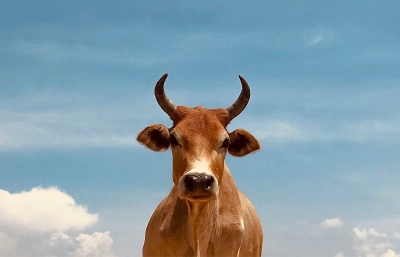 MZe: O licenci k rituálním porážkám pro účely obchodu nezažádala ani jedna jatka