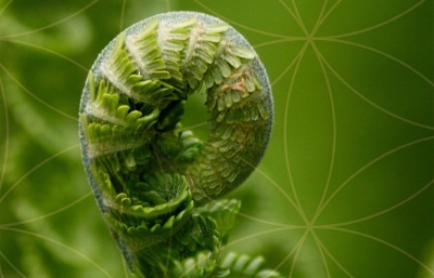 Zelená báseň v próze. Nad novou knihou Adama Borziče