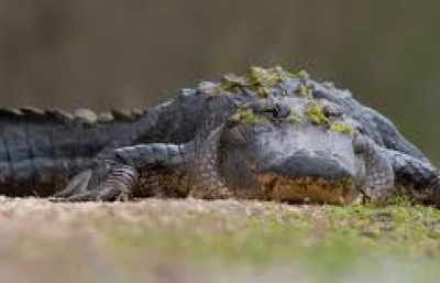 Při křtu v Etiopii zabil pastora krokodýl