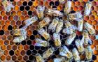 Cisterciáci z Vyššího Brodu obnovili chov včel