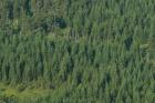 Táborský úřad vydal zákaz vstupu do restituovaných lesů u Hoštic a Nemyšle 
